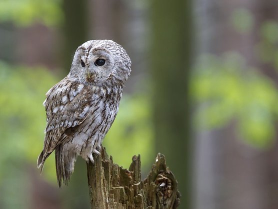 Wa&ouml;dkautz (Foto: Marcus Bosch)