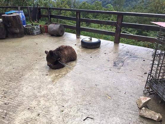 Restaurant-Bär (Foto: Stiftung für Bären) Restaurant-Bär (Foto: Stiftung für Bären)