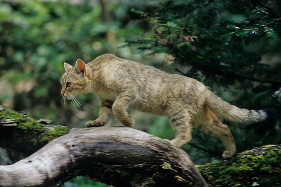 Junge Wildkatzen auf Wanderung (Foto: Thomas Stephan BUND)