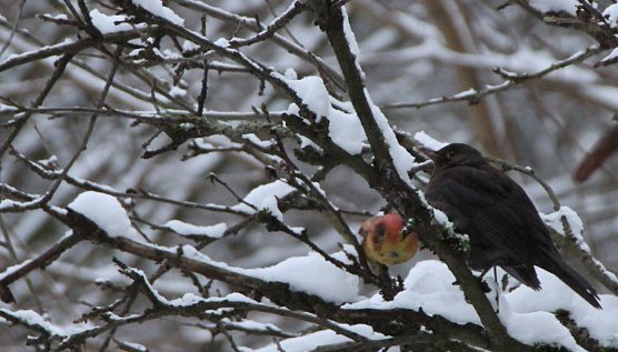 Am kommenden Wochenende schl&auml;gt wieder die Stunde der Winterv&ouml;gel (Foto: Angelo Glashagel)