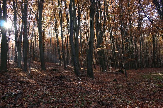 Wetter-Bild (Foto: Gernot Thelemann)