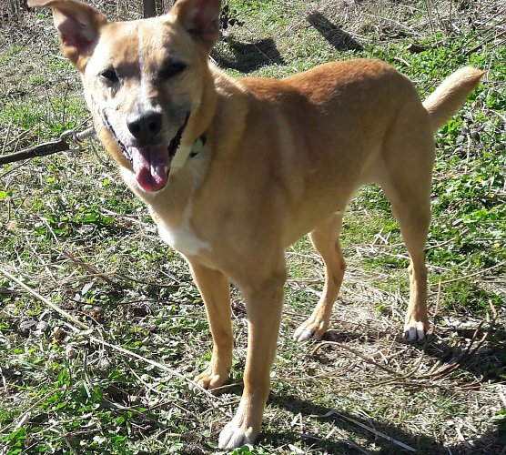 Bobby (Foto: Tierheim Nordhausen)