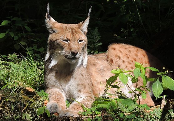 Luch (Foto: Silvester Tam&aacute;s)