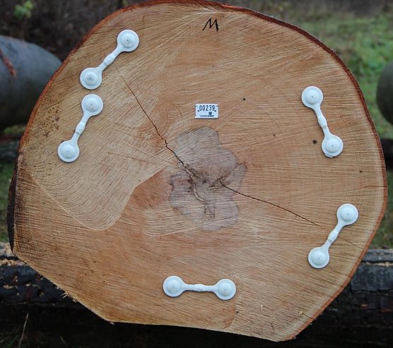 Holunagel (Foto: Thüringenforst Dr. Sproßmann) Holunagel (Foto: Thüringenforst Dr. Sproßmann)