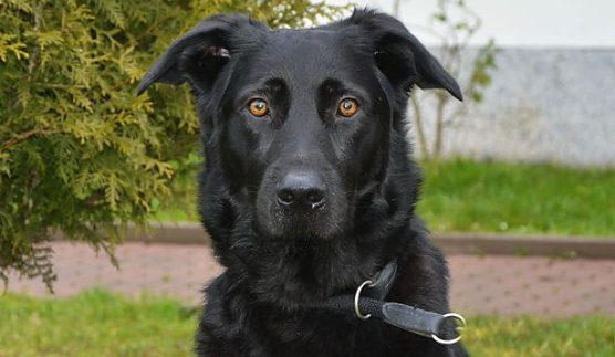 Benny (Foto: Tierheim Nordhausen)