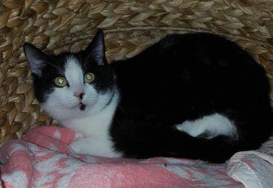 Hannes (Foto: Tierheim Nordhausen)