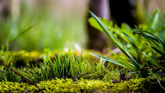Drei Tipps f&uuml;r die Fr&uuml;hlingsfotografie (Foto: Gernot Thelemann)