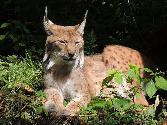 NABU Th&uuml;ringen fordert zum Interationalen Tag des Luchses mehr Zusammenarbeit (Foto: Silvester Tam&aacute;s)
