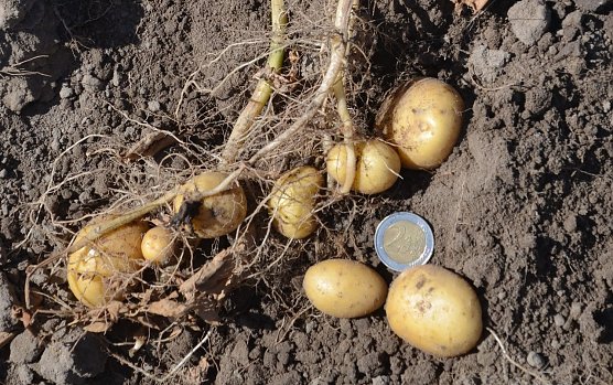 anganhaltende Hitzewelle: Landwirte erwarten kleinere Knollen bei der kommenden Kartoffelernte. (Foto: DKHV)