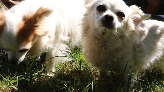 Tierschutz steht im Zentrum (Foto: Alexander Keiner)