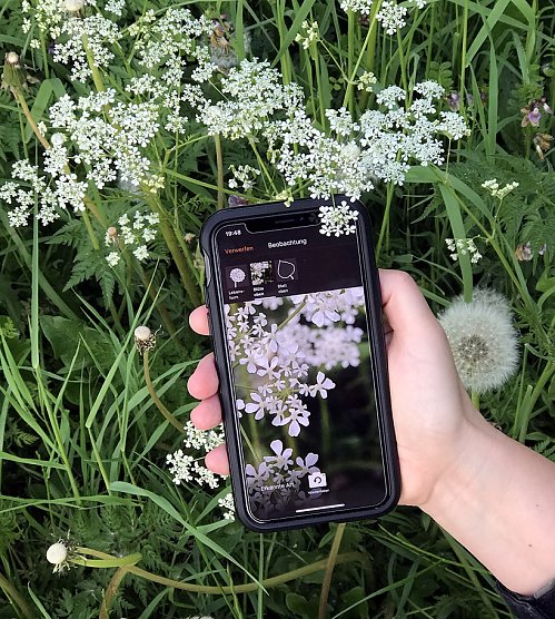 Einfache Pflanzenbestimmung mit dem Smartphone (Foto: Jana W&auml;ldchen)