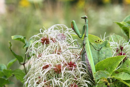 Gottesanbeterinnen in Th&uuml;ringen gesichtet (Foto: Klaus Bogon Sontra)