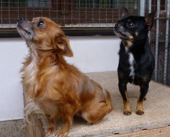 Bild: Tiere der Woche
