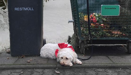 Tiere sind keine Weihnachtsgeschenke (Foto: Tierschutzbund Deutschland)