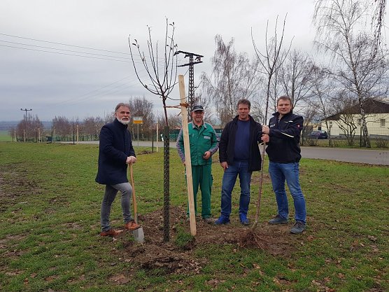 Landrat Harald Zanker mit Ralf Dobeneck, R&uuml;diger Meyer und Matthias Niebuhr beim Pflanzen des Obstbaumes am Ortseingang von K&ouml;rner. (v.l.n.r.) (Foto: Pressestelle Landratsamt Unstrut-Hainich-Kreis)
