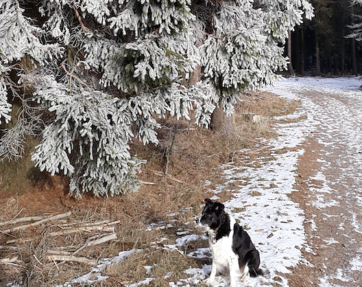 Klare Luft, Raureif bei Minus 11 Grad (Foto: Wolfgang J&ouml;rgens)