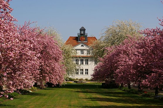Die Kirschbl&uuml;te bringt allj&auml;hrlich eine besondere Fr&uuml;hlingsstimmung in die weitl&auml;ufige Parkanlage des &Ouml;kumenische Hainich Klinikums in M&uuml;hlhausen (Foto: &Ouml;HK M&uuml;hlhausen)