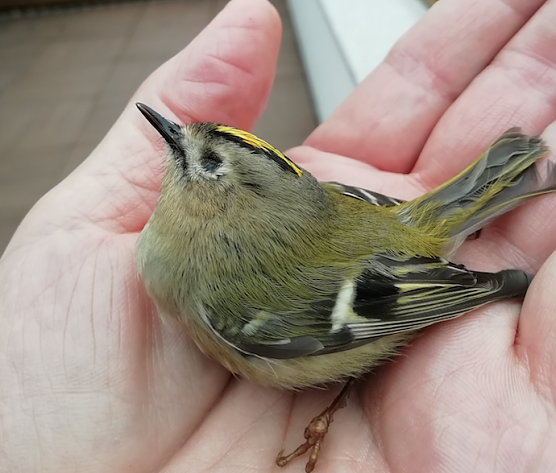 Den Frühling auf der Hand (Foto: Wolfgang Jörgens) Den Frühling auf der Hand (Foto: Wolfgang Jörgens)
