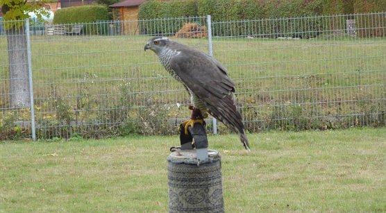 Habicht (Foto: Otfried Pabst)