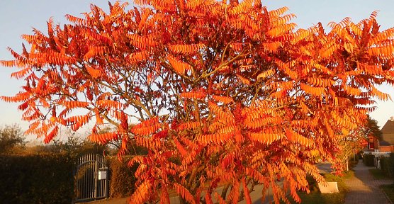 Herbstwetter (Foto: oas)