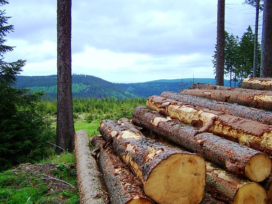 Th&uuml;ringenForst ist mit rund 200.000 Hektar Waldfl&auml;che Th&uuml;ringens gr&ouml;&szlig;ter Waldbesitzer, der rund 50 % der landesweit geernteten Holzmenge  verantwortet. (Foto: Th&uuml;ringenForst)