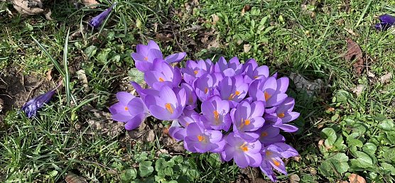 krokus (Foto: oas) krokus (Foto: oas)