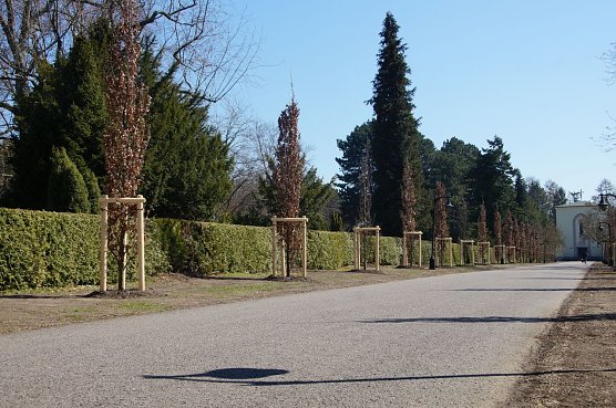 S&auml;uleneichen am neuen Friedhof (Foto: Stadtverwaltung M&uuml;hlhausen)