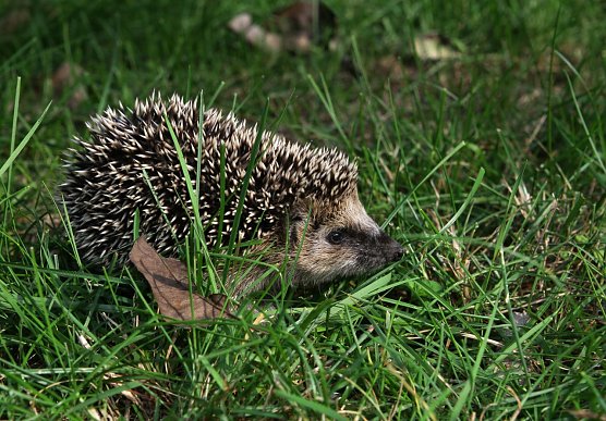 Igel (Foto: Ralf Donat)