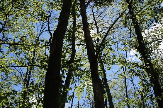 Wetterbild (Foto: Angelo Glashagel) Wetterbild (Foto: Angelo Glashagel)
