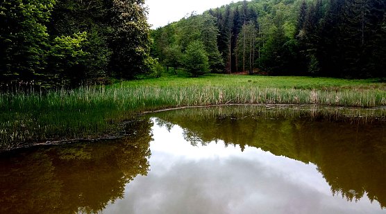 Hardteich (Foto: P.Blei)