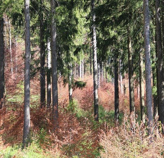 Frostsch&auml;den (Foto: Th&uuml;ringenForst)