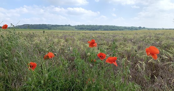Windlücke Nordhausen (Foto: oas) Windlücke Nordhausen (Foto: oas)
