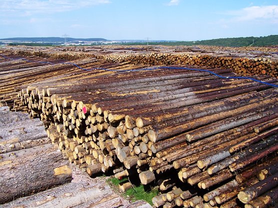 Der Th&uuml;ringenforst will die Kapazit&auml;ten seiner Holzlagerst&auml;tten massiv ausweiten (Foto: Th&uuml;ringenForst)