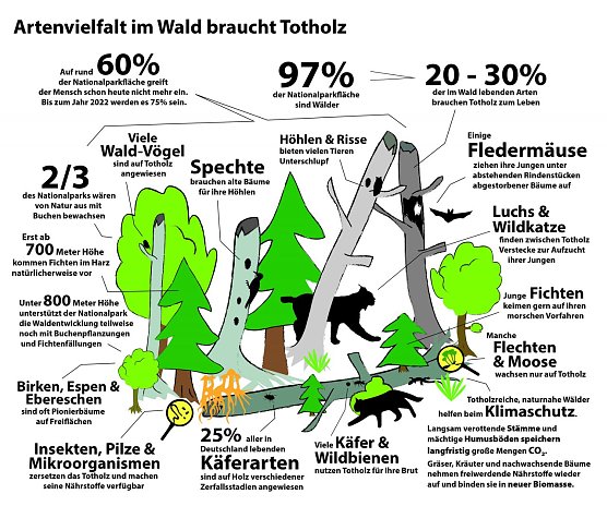 Biodiversit&auml;t im Totholz (Foto: Mandy Gebara)