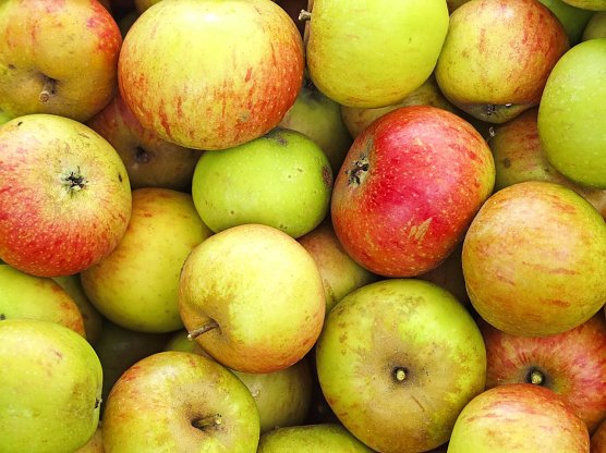 Eigenes Obst f&uuml;r eigenen Saft (Foto: Kathy B&uuml;scher, NABU Rinteln)