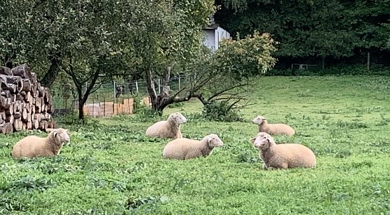 Wiese bei Auleben (Foto: oas)