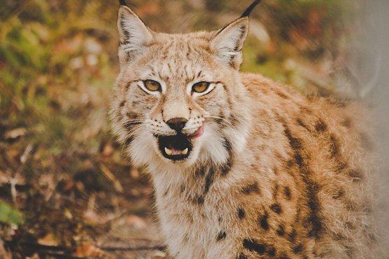 Wieder heimisch: der Luchs (Foto: Frida Bredesen)