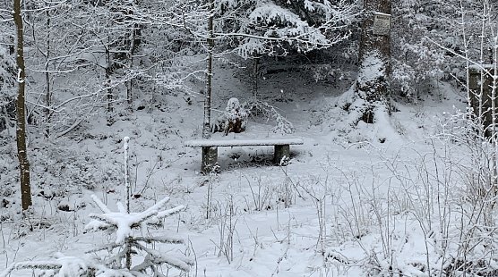 Winteridyll bei Benneckenstein (Foto: oas)