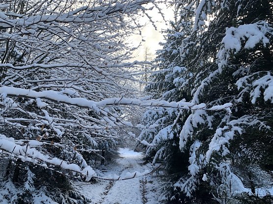 Im Winterwald bei Sophienhof (Foto: oas)