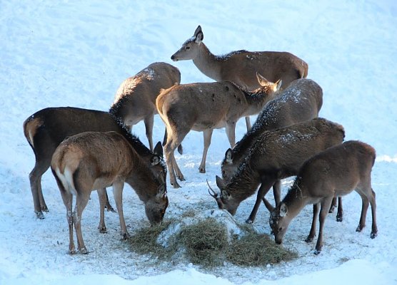 Rotwild im w&auml;rmenden Winterkleid im Th&uuml;ringer Forstamt Frauenwald (Foto: Th&uuml;ringenForst, Dr. Horst Spro&szlig;mann)