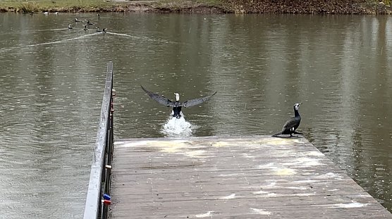 Kormorane im Nordh&auml;user Stadtpark (Foto: oas)