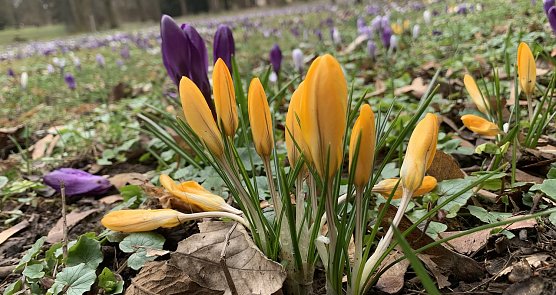 Im Nordh&auml;user F&ouml;rstemannpark (Foto: oas)