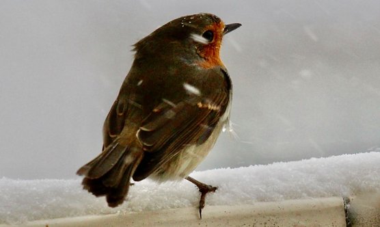 Rotkehlchen Vogel des Jahres 2021 (Foto: Eva Maria Wiegand) Rotkehlchen Vogel des Jahres 2021 (Foto: Eva Maria Wiegand)