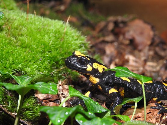 Der bekannte Feuersalamander ist durch den Chytridpilz in Deutschland vom Aussterben bedroht. Der Hautpilz wurde durch menschliche Verschleppung beinahe weltweit verbreitet.  (Foto: Aquazoo L&ouml;bbecke Museum)