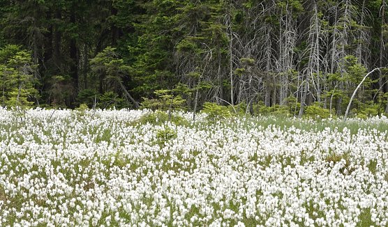 Naturschauspiel Scheiden-Wollgras auf dem Morast-Moor im Th&uuml;ringer Forstamt Frauenwald: Wind oder Wasser transportieren die F&auml;den zur Verbreitung der Art � je nach Witterungsverlauf verliert sich der markante visuelle Effekt nach wenigen Wochen (Foto: Thomas Stephan/ Th&uuml;ringenForst)