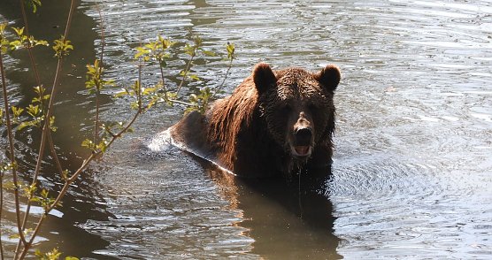 Das Schwimmen mit den B&auml;ren steht nicht mit auf dem Programm (Foto: Alt. B&auml;renpark)