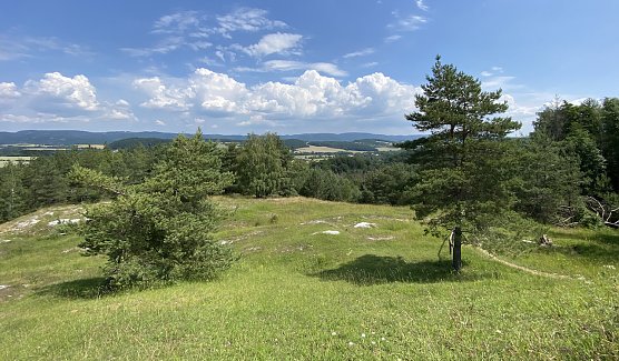Sommerwiese im S&uuml;dharzer Karstgebiet (Foto: oas)