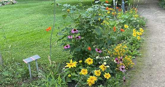 Wegesrand im Arboretum Bad Langensalza (Foto: oas) Wegesrand im Arboretum Bad Langensalza (Foto: oas)