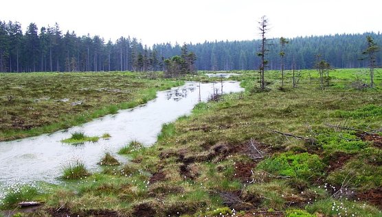 Das Saukopfmoor (Foto: Th&uuml;ringen Forst)