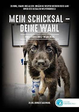 Wieviel Tierschutz steckt in den Wahlprogrammen der Parteien? (Foto: Deutscher Tierschutzbund )